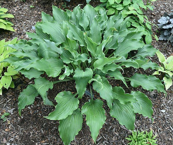 Хоста гибридная «Holar Wild Side»